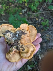 Gymnopilus subspectabilis