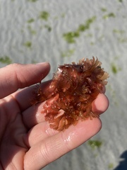 Rhodophyta