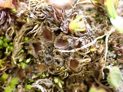 Psoroma hypnorum