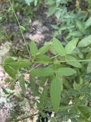Desmodium paniculatum