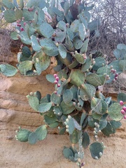 Opuntia orbiculata