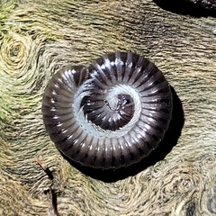 Tachypodoiulus niger
