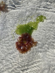 Rhodophyta