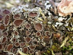 Psoroma hypnorum