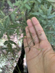 Desmodium paniculatum