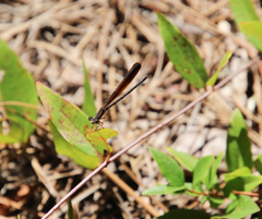 Argia fumipennis