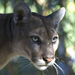 Florida Panther - Photo National Park Service Photo by Rodney Cammauf, no known copyright restrictions (public domain)