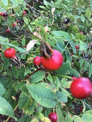 Rosa nutkana