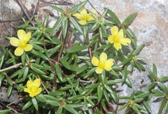 Portulaca rubricaulis