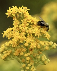 Solidago sempervirens