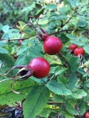 Rosa nutkana