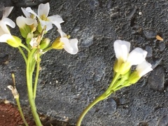 Arabis collina
