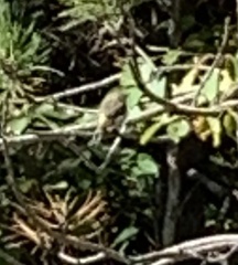 Setophaga coronata