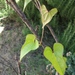 Dioscorea japonica - Photo Magalí Arcodía, לא ידועות מגבלות של זכויות יוצרים  (נחלת הכלל)