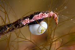 Margarella violacea