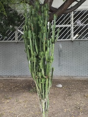 Euphorbia trigona