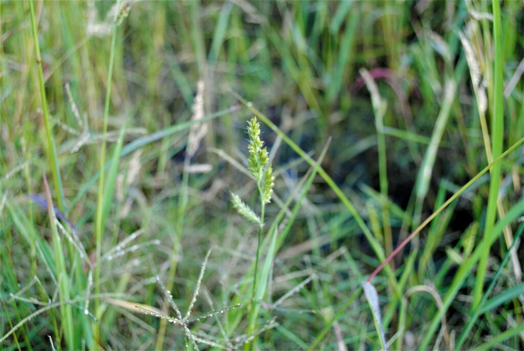 Jungle Rice from Presa El Palote, 37696 Gto., México on September 25 ...