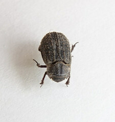 Trox scaber