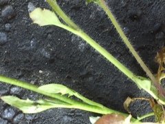 Arabis caucasica