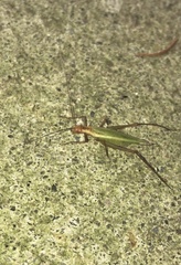 Oecanthus pini