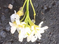 Arabis caucasica