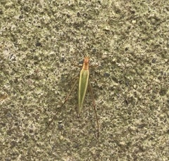Oecanthus pini