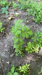 Eleutherococcus sieboldianus