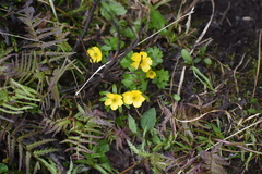 Ranunculus eschscholtzii