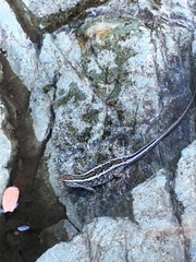 Liolaemus schroederi