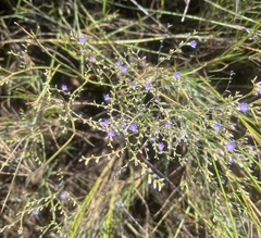 Limonium carolinianum