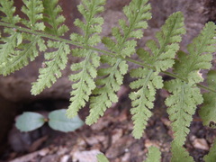 Woodsia plummerae