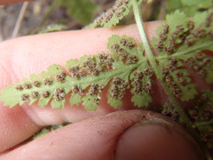 Woodsia plummerae