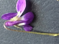 Viola hirta