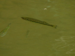 Micropterus