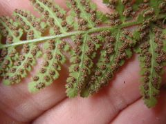 Woodsia plummerae