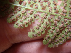 Woodsia plummerae