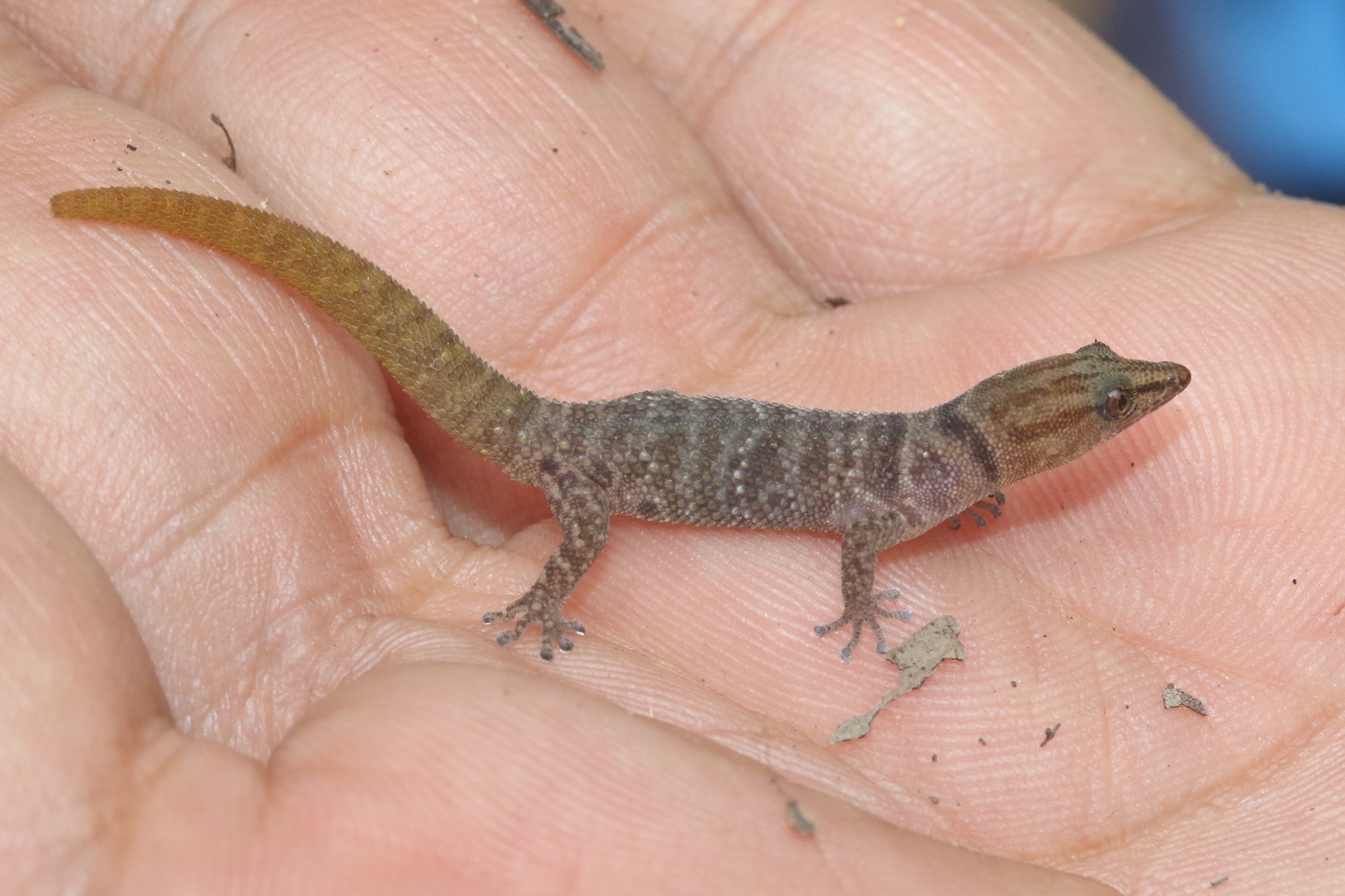Sphaerodactylus richardi Hedges & Garrido, 1993