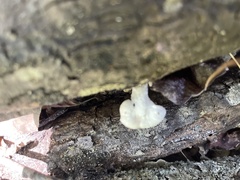 Loweomyces fractipes