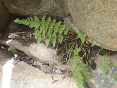Woodsia plummerae
