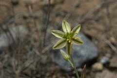Albuca suaveolens