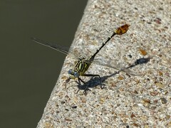 Dromogomphus spoliatus