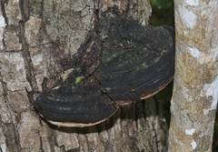 Phellinus nigricans