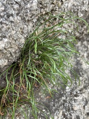 Asplenium septentrionale