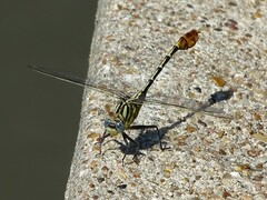 Dromogomphus spoliatus