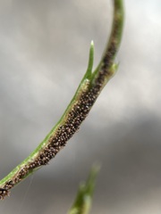 Asplenium septentrionale