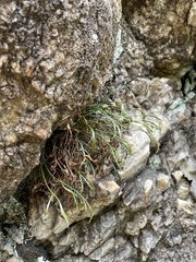 Asplenium septentrionale