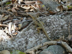 Anolis oculatus