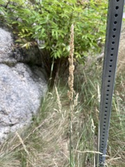 Calamagrostis stricta