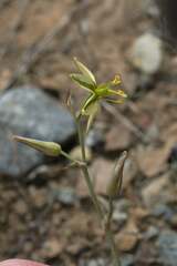 Albuca suaveolens