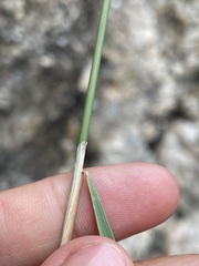 Calamagrostis stricta